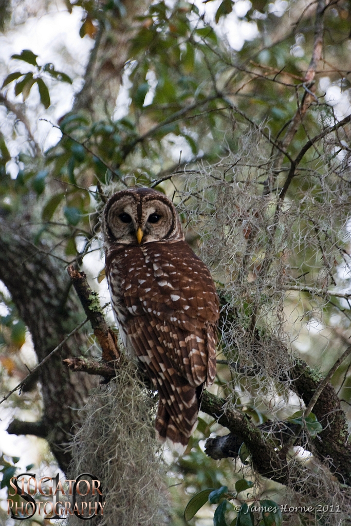 Barred owl-05-091811.JPG